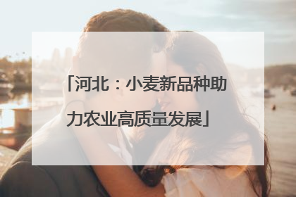 河北：小麦新品种助力农业高质量发展